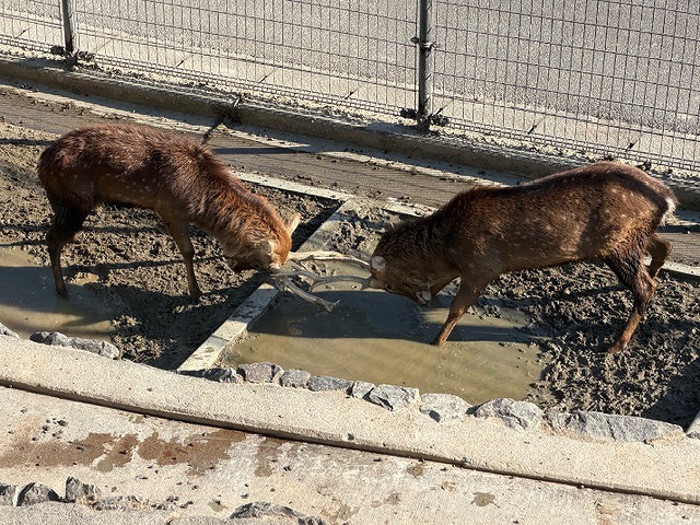 冬のハナジカたち