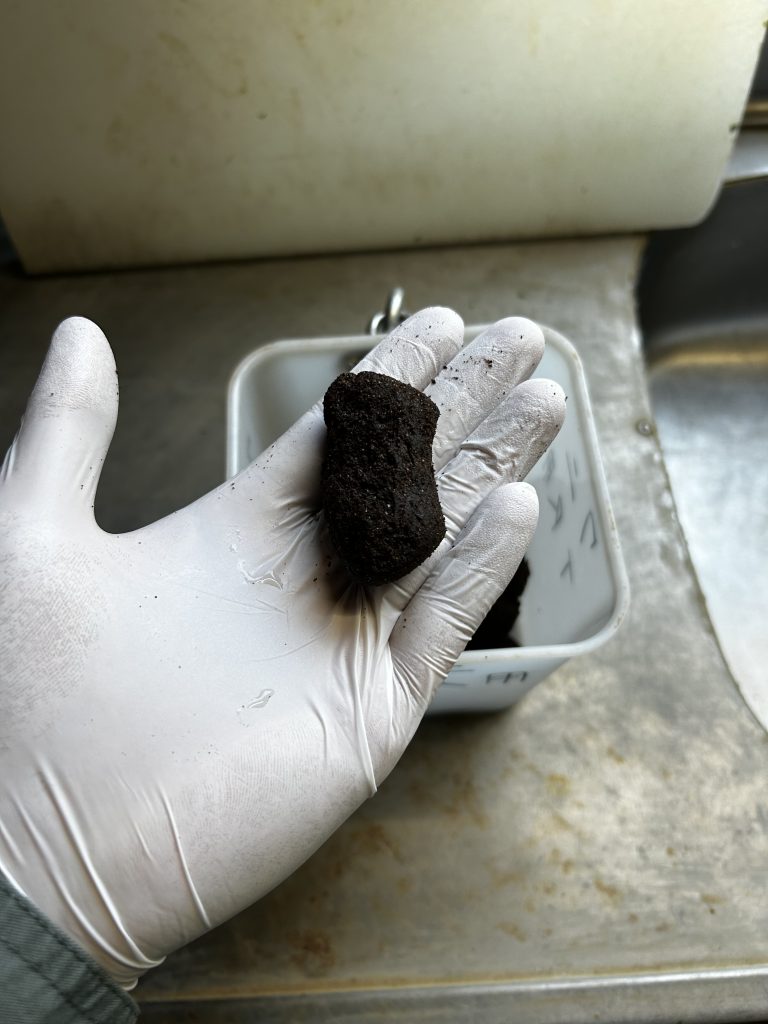 ワニ福祉向上し隊　その8