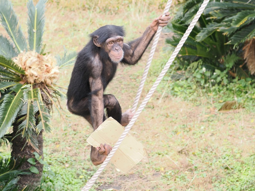 チンパンジーあれこれ～2025年のふりかえり