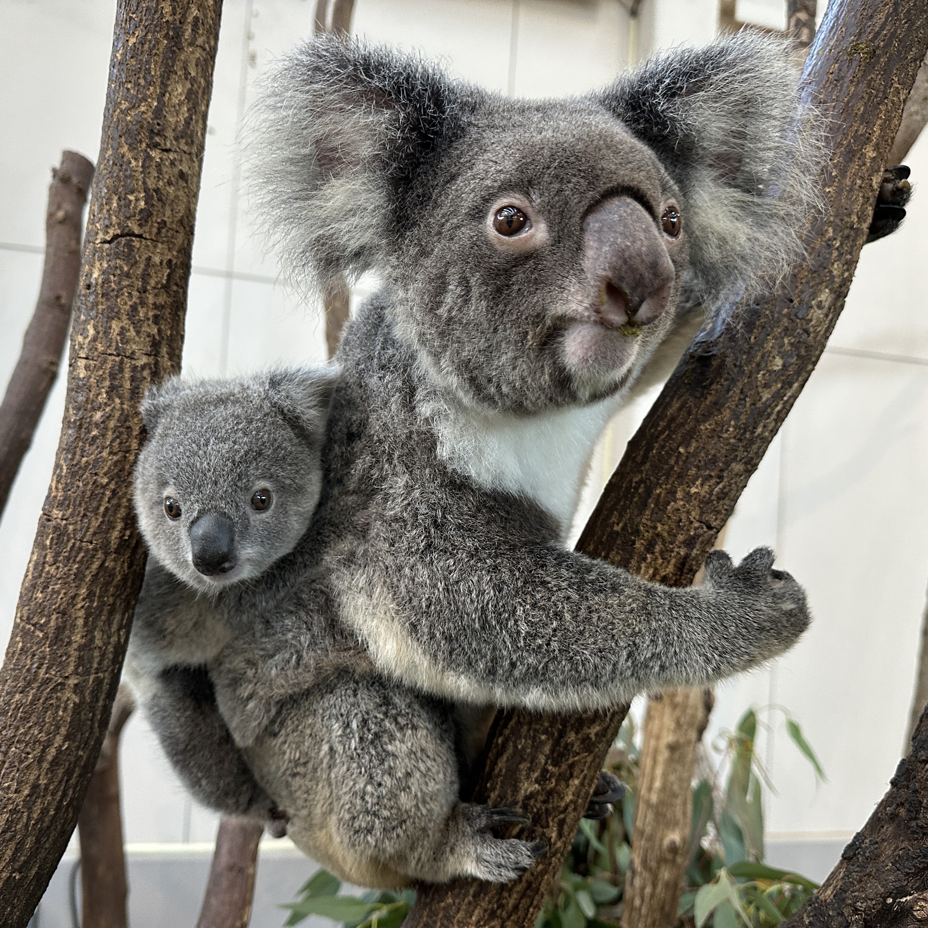 コアラの赤ちゃんの命名式を行います - 平川動物公園公式サイト