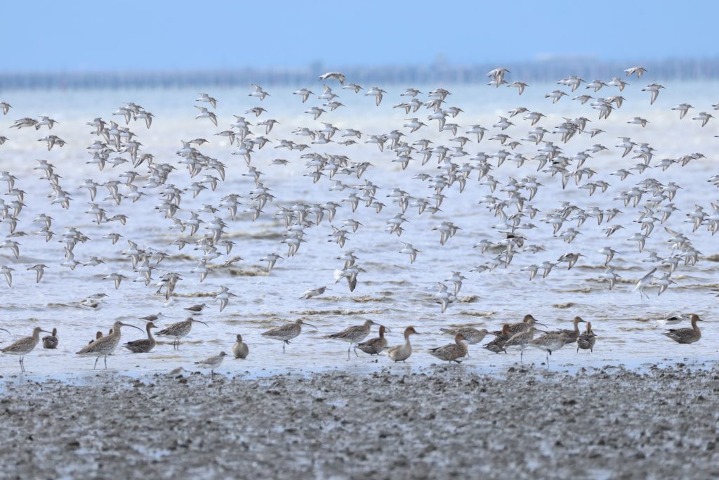 平川動物公園で野鳥観察