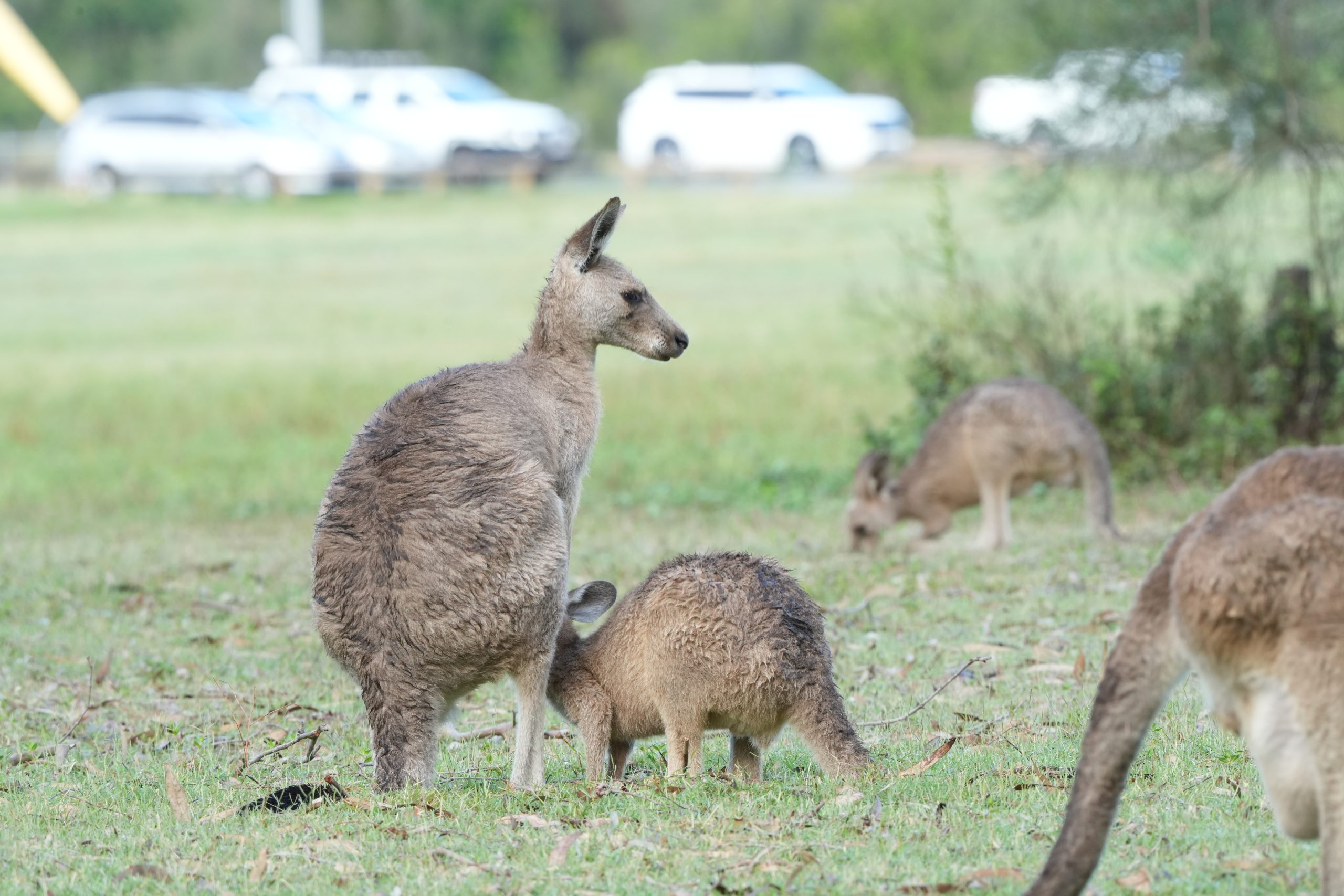 平川動物公園「こどもまつり」のお知らせ