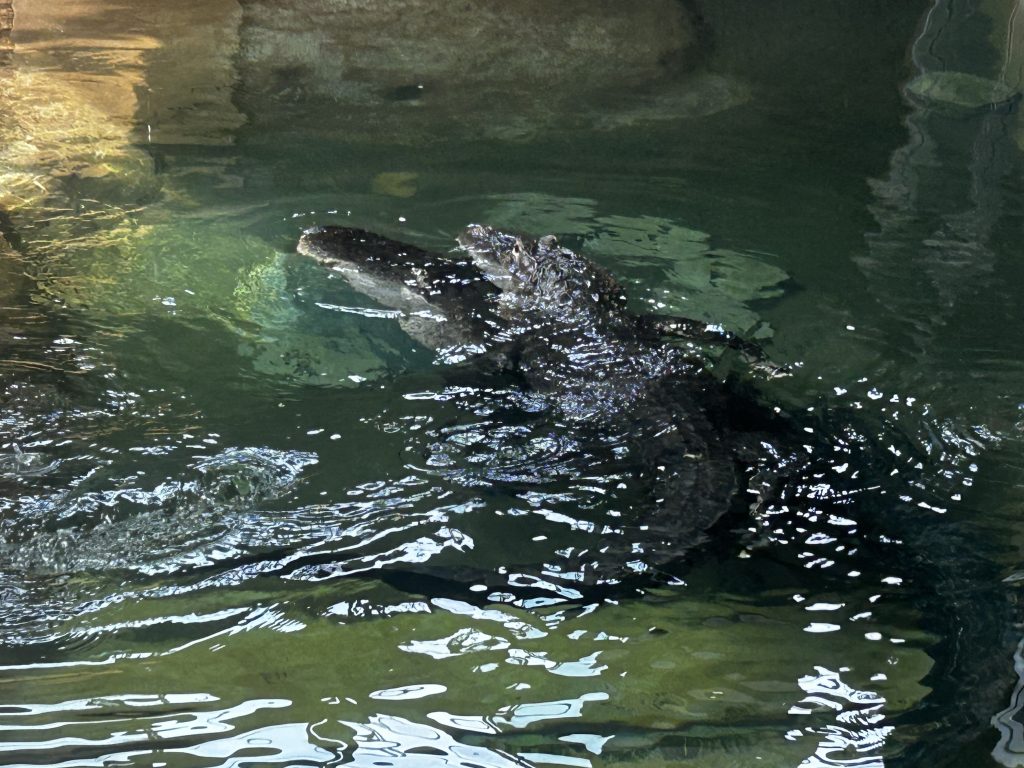 ワニ福祉向上し隊　～出会いと別れ～