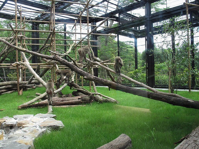 ヤクシマザル展示場のいろいろ