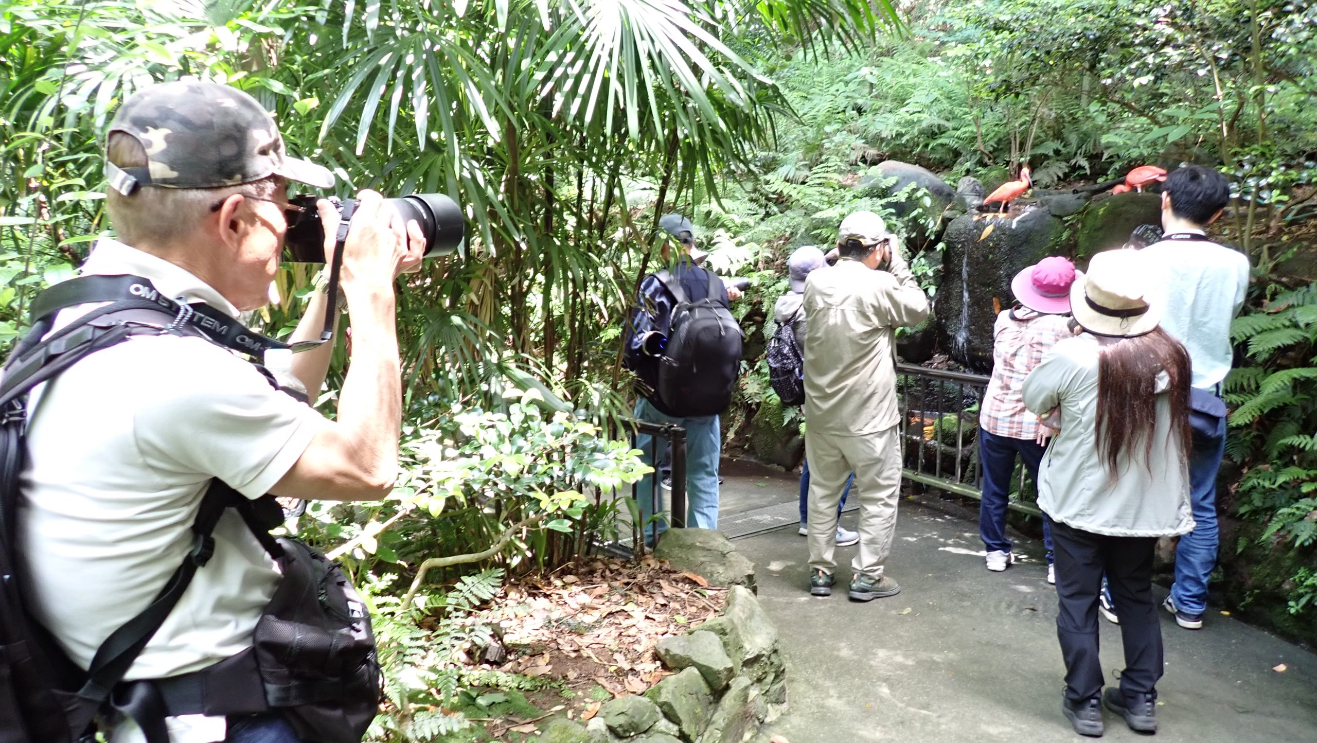 フライングケージ