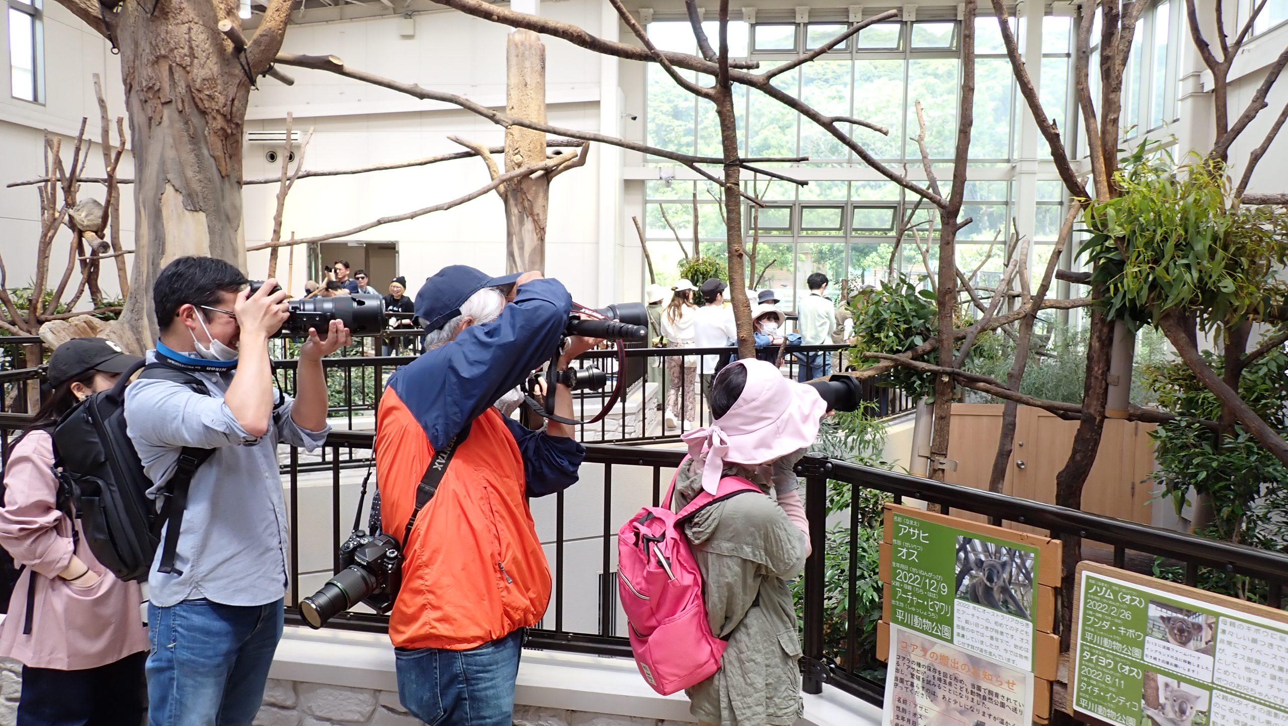 コアラ館ウォークスルーエリア