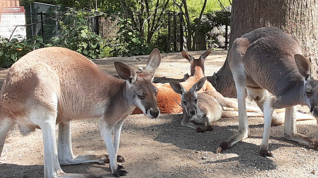 アカカンガルーの人工哺育　その１　
