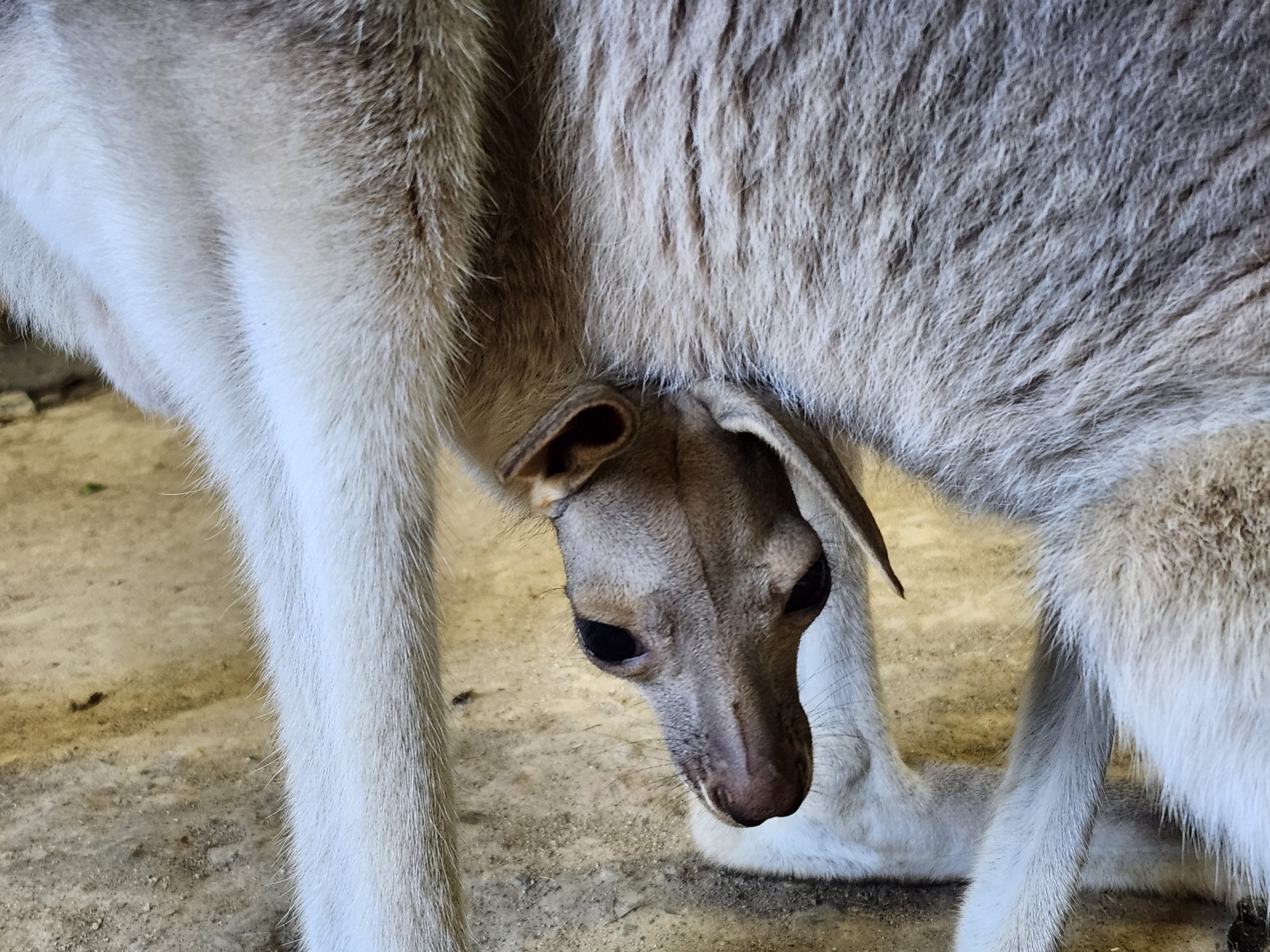 日替わり開催！８月の飼育員いちおし！