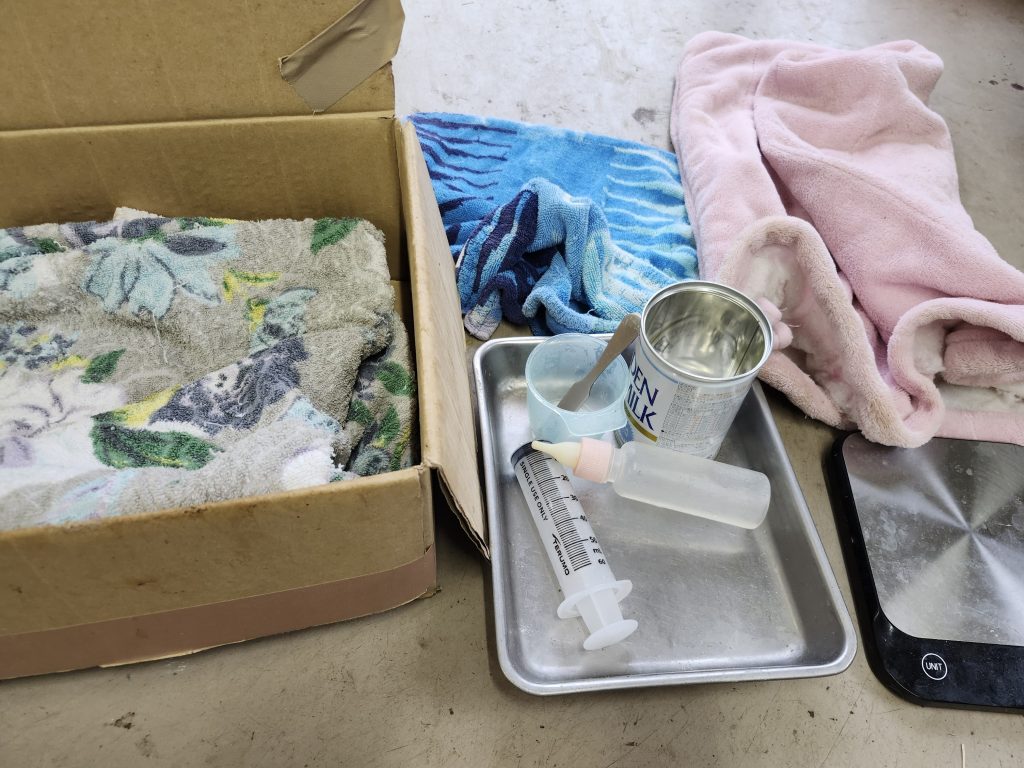 アカカンガルーの人工哺育　その２