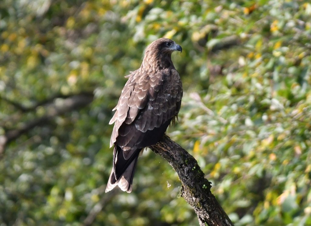 鹿児島フィールドレポート　～なんか変だった？　昨シーズンの冬鳥たち～