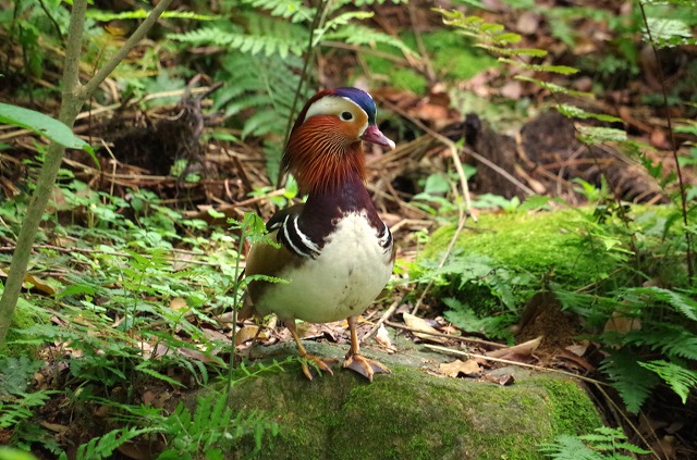 動物園・水族館職員と飼育技師認定試験