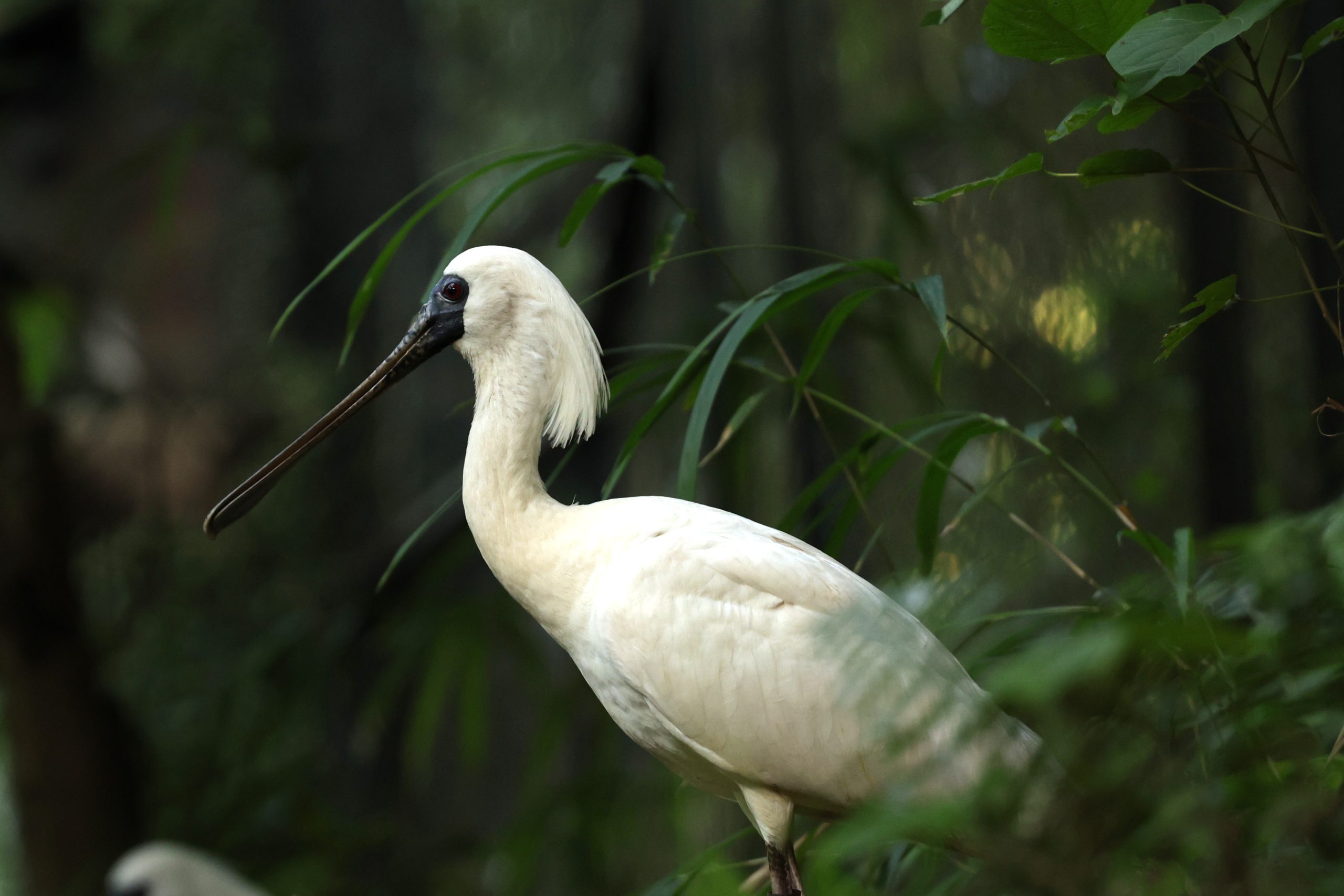 クロツラヘラサギ