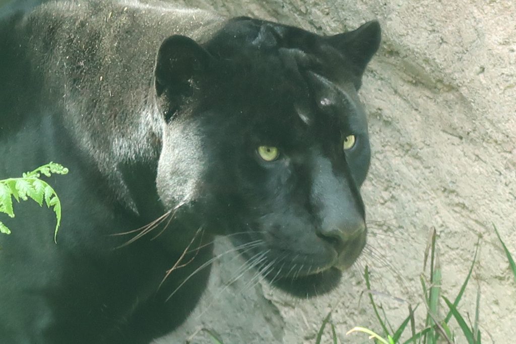 ジャガーの死亡について