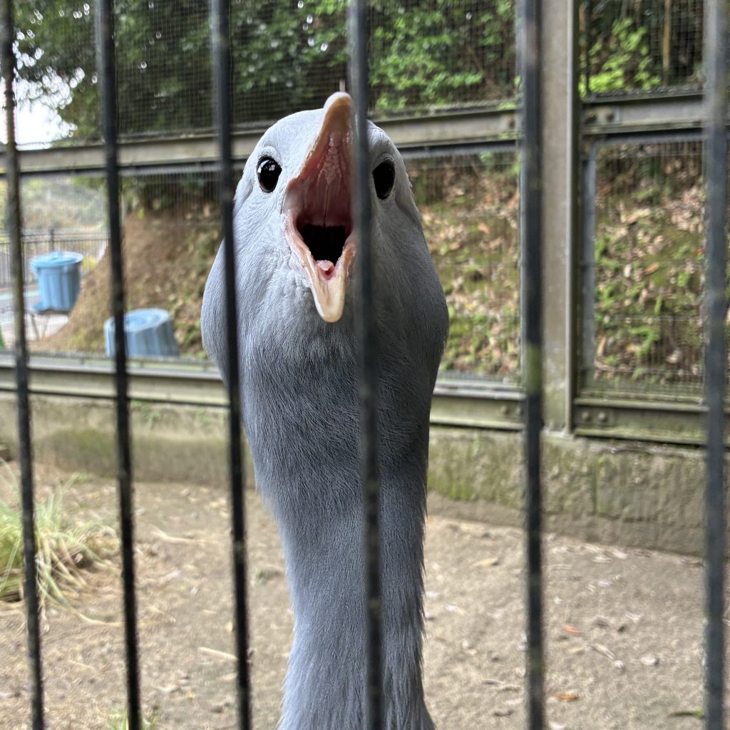 ツル奮闘記～展示場緑化計画～　その３