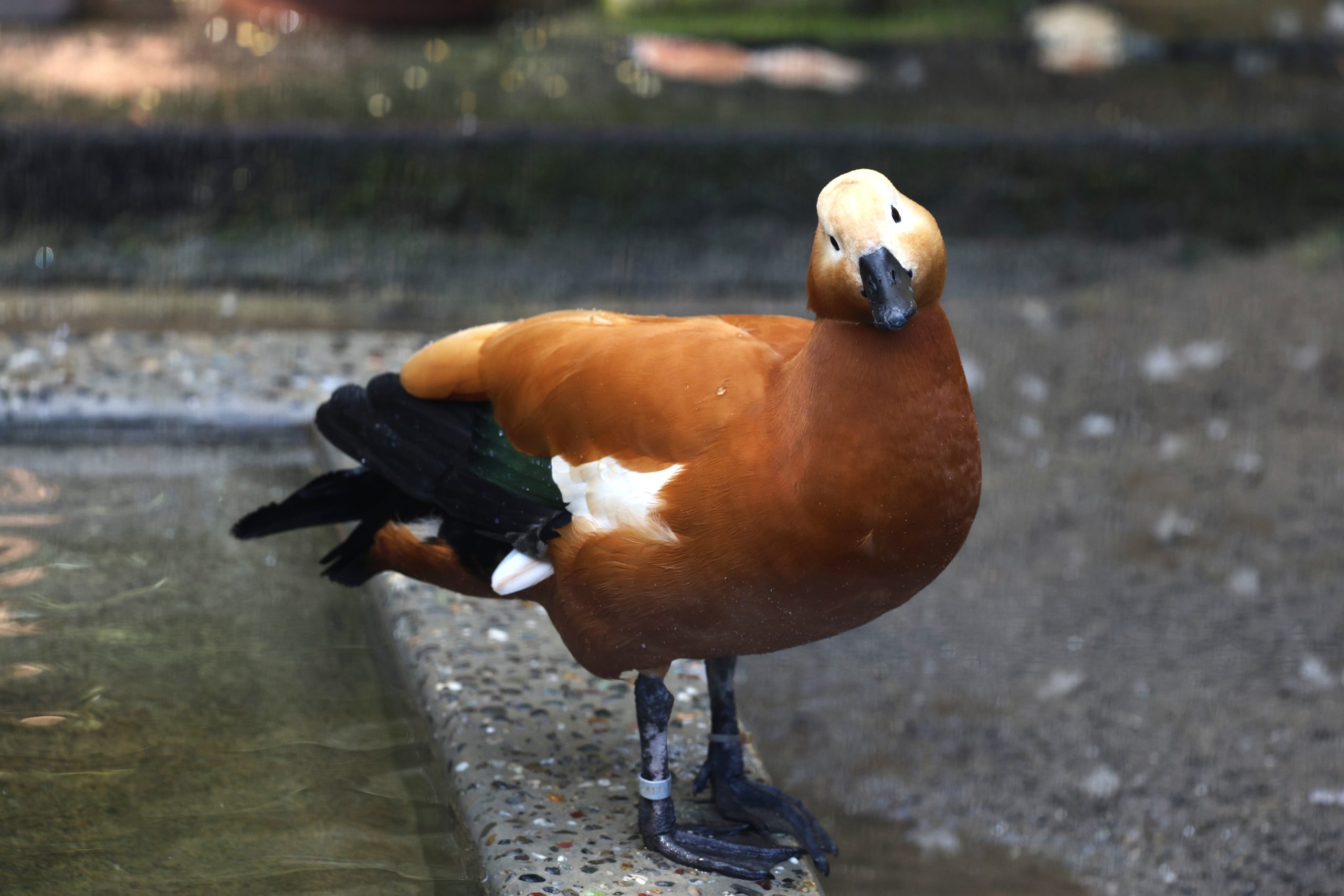 アカツクシガモ