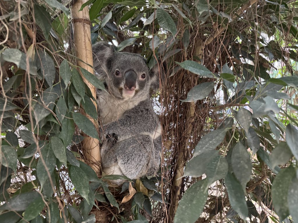 植栽を利用しているコアラ