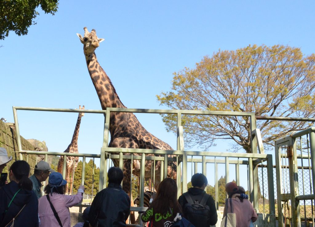 アフリカ園パドック公開の様子