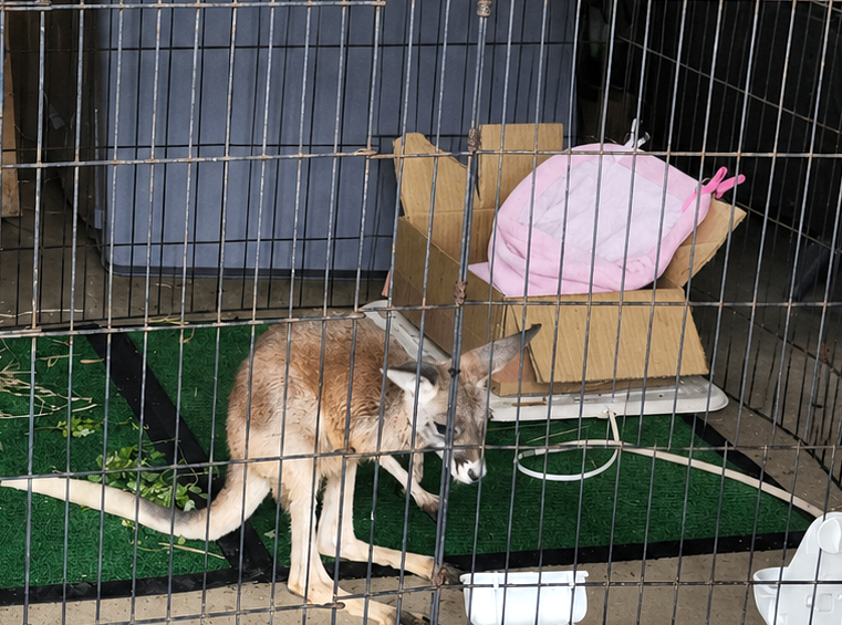 アカカンガルーの人工哺育　その３