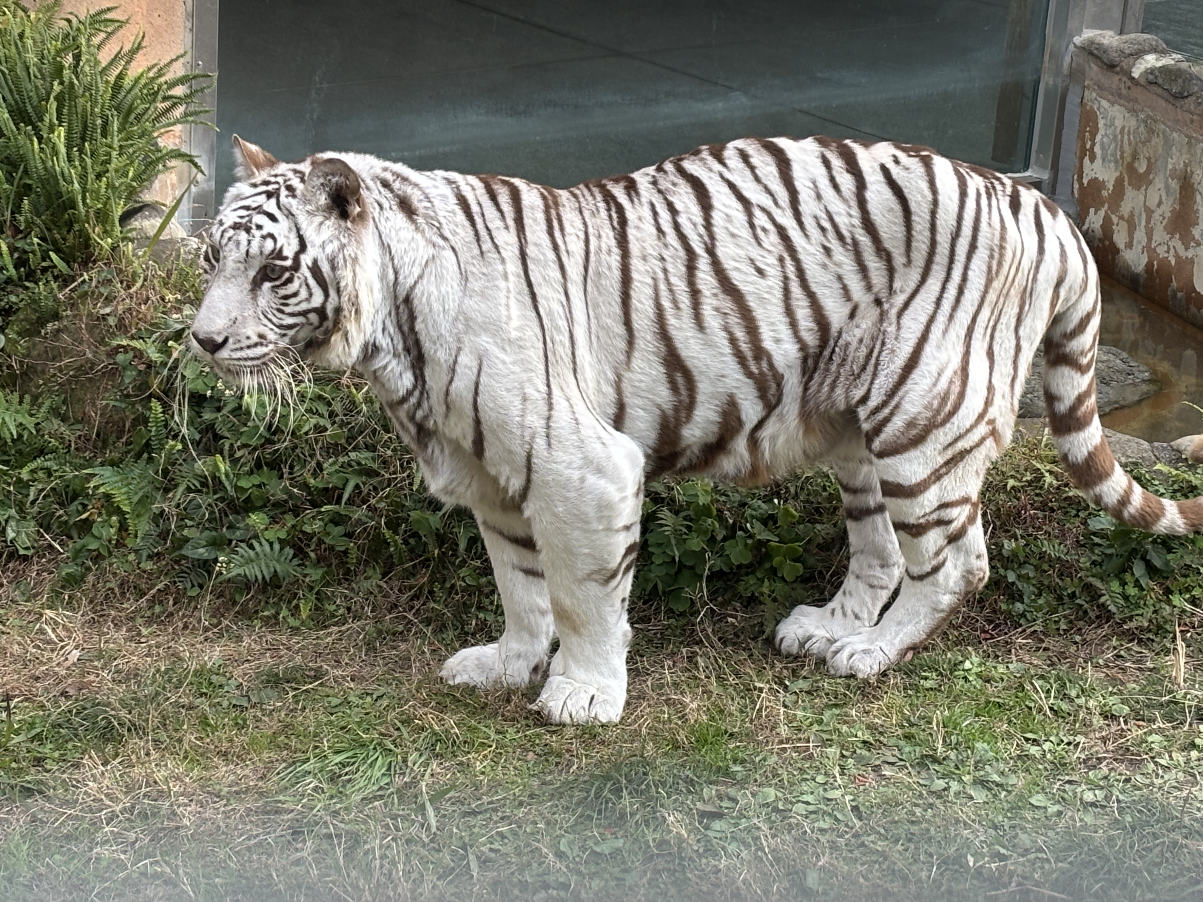 ホワイトタイガーの死亡について - 平川動物公園公式サイト