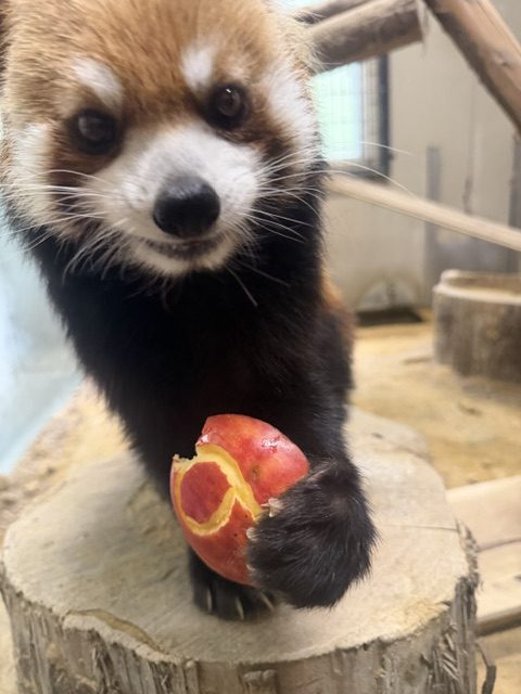 レッサーパンダ♀メロディ　9才になりました！