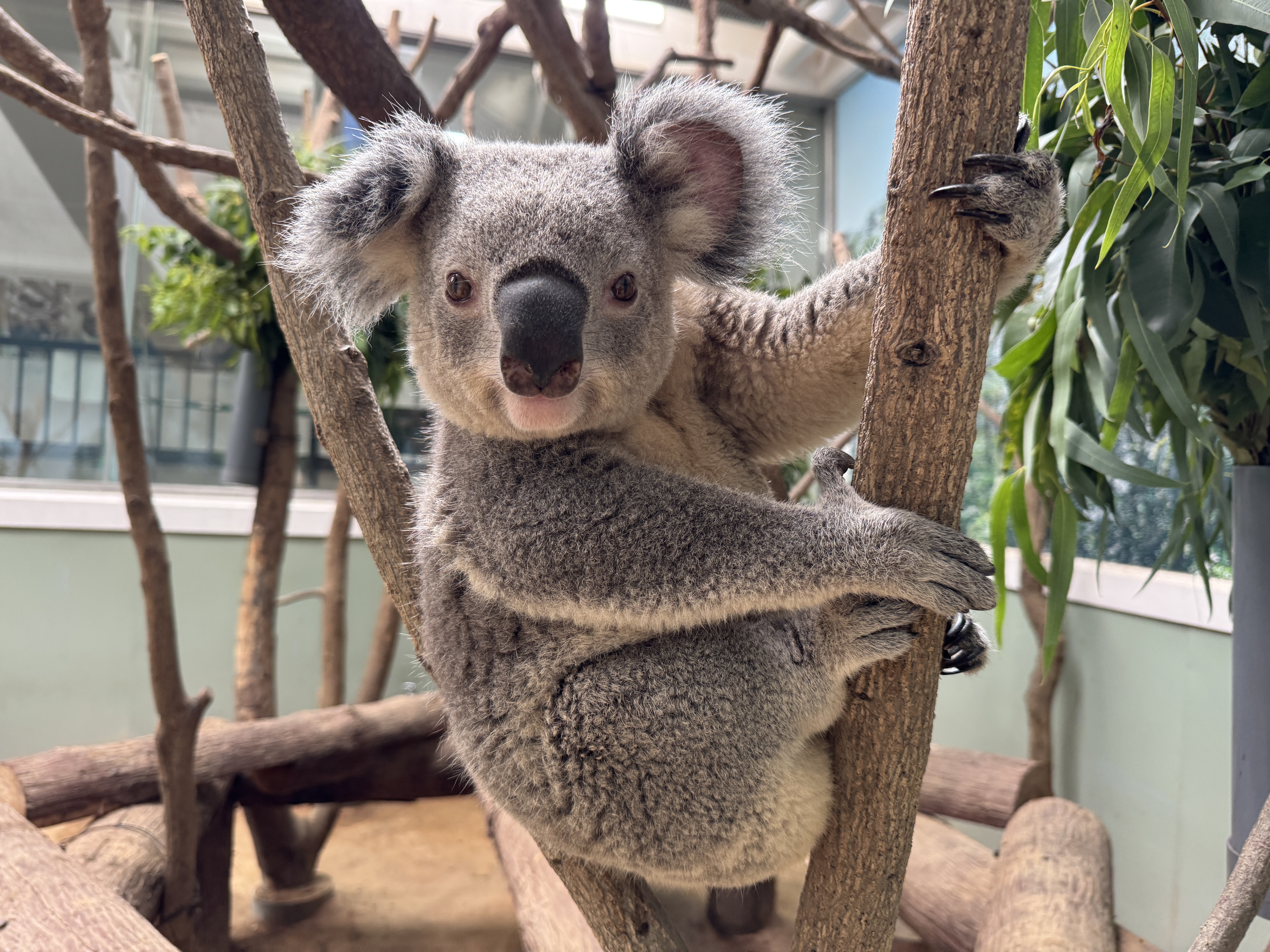 コアラの死亡について - 平川動物公園公式サイト