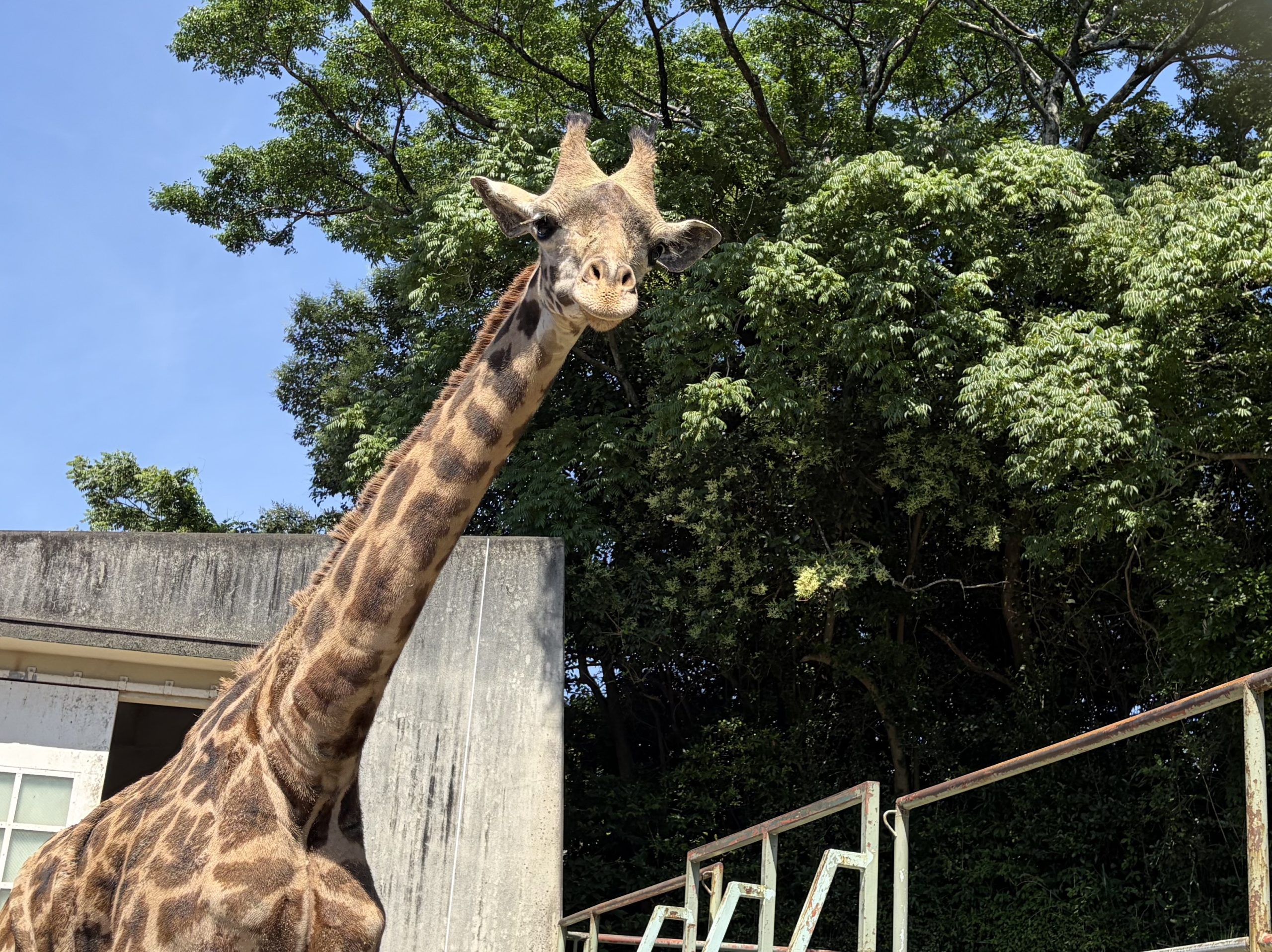 マサイキリンの公開について