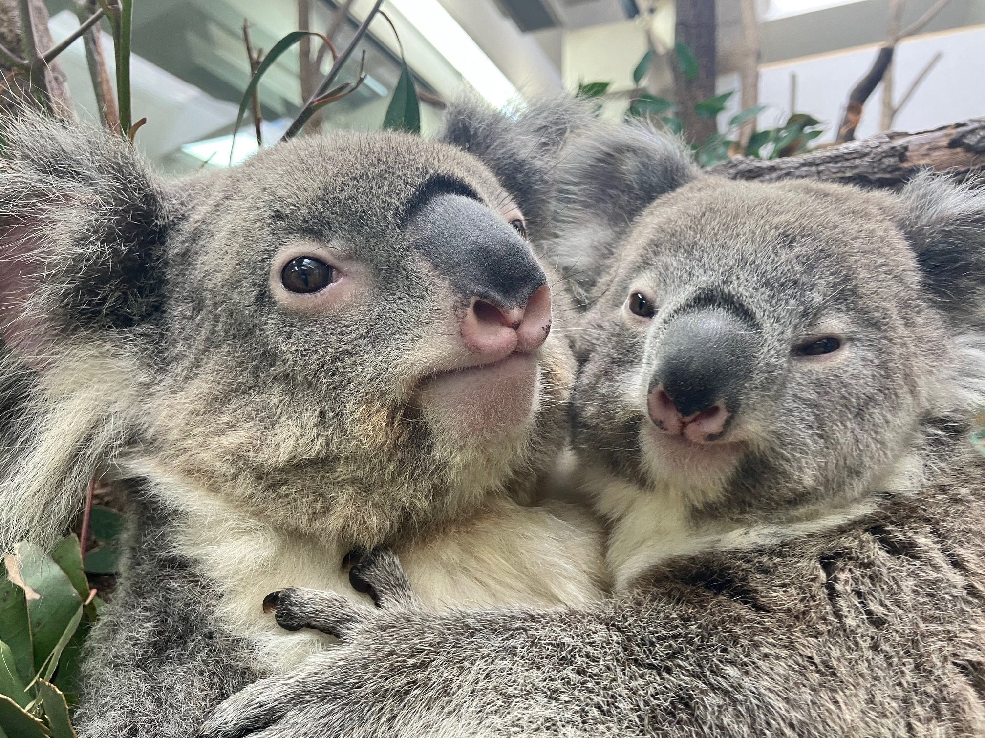 飼育頭数日本一！平川動物公園のコアラ応援プロジェクト　～クラウドファンディング型ふるさと納税へのお願い～
