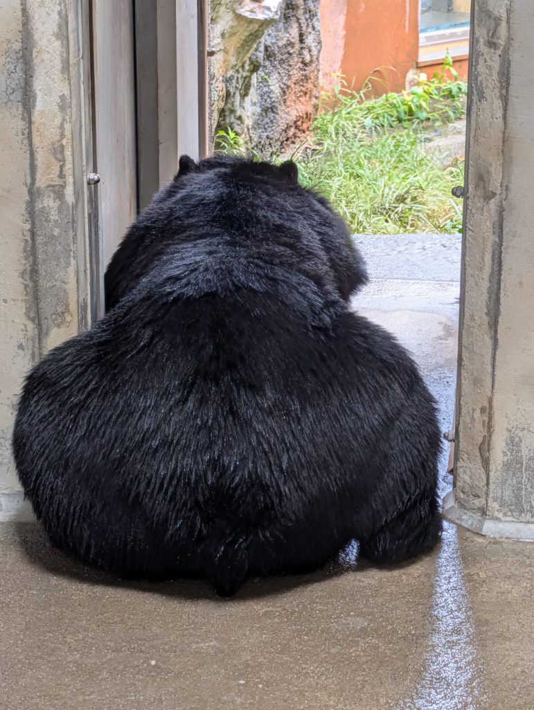 外をながめているツキノワグマのアイ