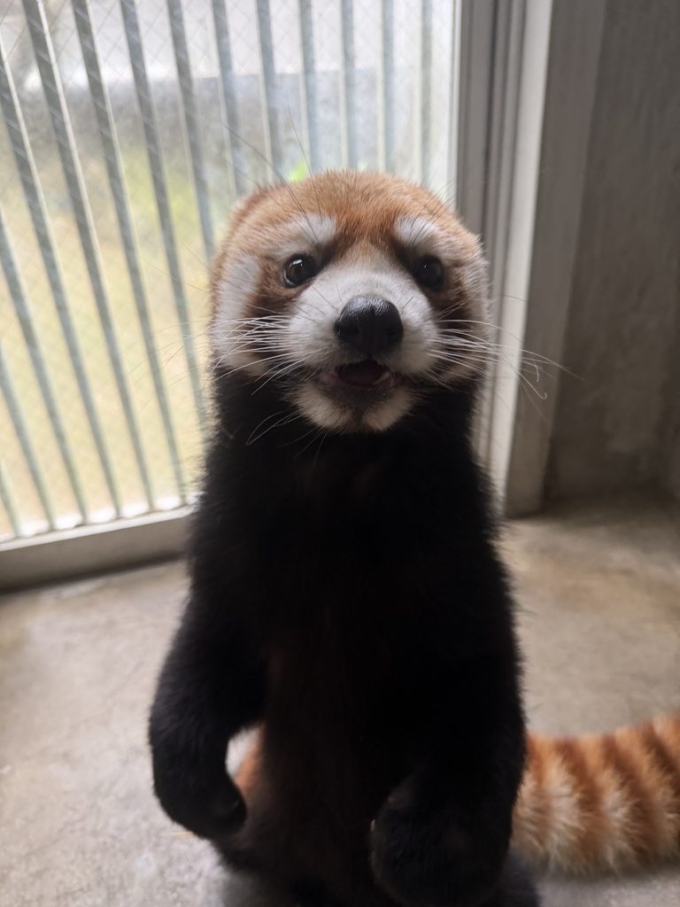 ようこそ！鹿児島へ！